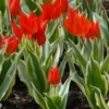 Tulip Praestans 'Unicum'