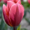 Tulip 'Pretty Princess'