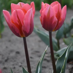 Tulip 'Pretty Princess' -Cheap Ethereal Yard Store tulip pretty princess 4