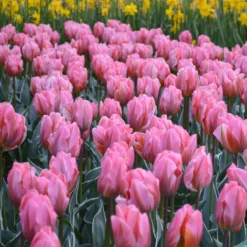 Tulip 'Pretty Princess' -Cheap Ethereal Yard Store tulip pretty princess 5