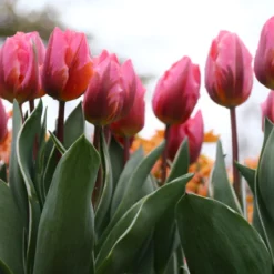 Tulip 'Pretty Princess' -Cheap Ethereal Yard Store tulip pretty princess 6