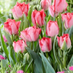 Tulip 'Princess Angelique' -Cheap Ethereal Yard Store tulip princess angelique 2