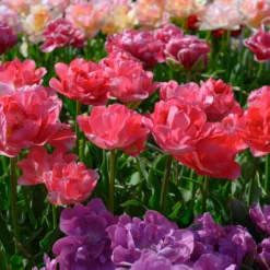 Tulip 'Princess Angelique' -Cheap Ethereal Yard Store tulip princess angelique 4 scaled