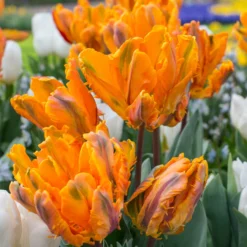 Tulip 'Princess Irene Parrot' -Cheap Ethereal Yard Store tulip princess irene parrot 1