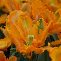 Tulip 'Princess Irene Parrot' -Cheap Ethereal Yard Store tulip princess irene parrot 2