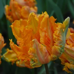 Tulip 'Princess Irene Parrot' -Cheap Ethereal Yard Store tulip princess irene parrot 3