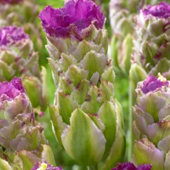 Tulip 'Purple Tower' -Cheap Ethereal Yard Store tulip purple tower 0