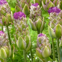 Tulip 'Purple Tower' -Cheap Ethereal Yard Store tulip purple tower 2