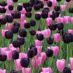 Tulip 'Queen Of Night' -Cheap Ethereal Yard Store tulip queen of night 10