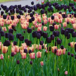 Tulip 'Queen Of Night' -Cheap Ethereal Yard Store tulip queen of night 2