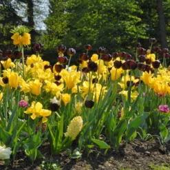 Tulip 'Queen Of Night' -Cheap Ethereal Yard Store tulip queen of night 3