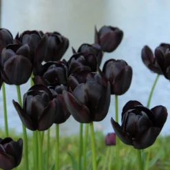 Tulip 'Queen Of Night' -Cheap Ethereal Yard Store tulip queen of night 5