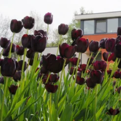 Tulip 'Queen Of Night' -Cheap Ethereal Yard Store tulip queen of night 7