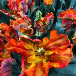 Tulip 'Rasta Parrot' -Cheap Ethereal Yard Store tulip rasta parrot 1 scaled