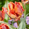 Tulip 'Rasta Parrot'