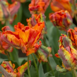 Tulip 'Rasta Parrot' -Cheap Ethereal Yard Store tulip rasta parrot 4