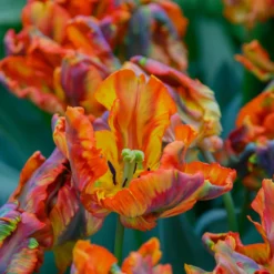 Tulip 'Rasta Parrot' -Cheap Ethereal Yard Store tulip rasta parrot 5 scaled