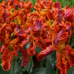 Tulip 'Rasta Parrot' -Cheap Ethereal Yard Store tulip rasta parrot 6 scaled