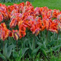Tulip 'Rasta Parrot' -Cheap Ethereal Yard Store tulip rasta parrot 7 scaled