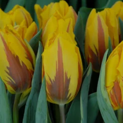 Tulip 'Ravana' -Cheap Ethereal Yard Store tulip ravana 3