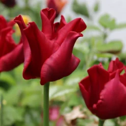 Cheap Ethereal Yard Store -Cheap Ethereal Yard Store tulip red dress 0