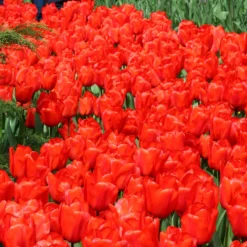 Tulip 'Red Impression' -Cheap Ethereal Yard Store tulip red impression 1 e87c7815 2e68 4783 bf86 bac4b1c60725
