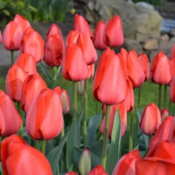 Tulip 'Red Impression' -Cheap Ethereal Yard Store tulip red impression 4