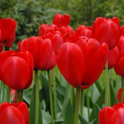 Cheap Ethereal Yard Store -Cheap Ethereal Yard Store tulip red impression 6
