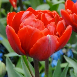 Tulip 'Red Princess'