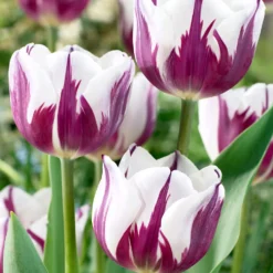 Tulip 'Rems Favourite'