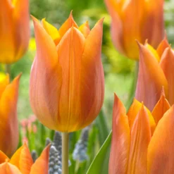 Tulip 'Request'