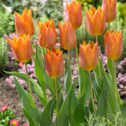Tulip 'Request' -Cheap Ethereal Yard Store tulip request 01