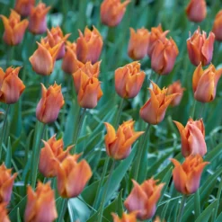 Tulip 'Request' -Cheap Ethereal Yard Store tulip request 1