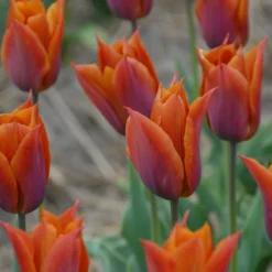 Tulip 'Request' -Cheap Ethereal Yard Store tulip request 10 scaled