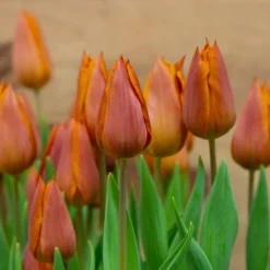 Tulip 'Request' -Cheap Ethereal Yard Store tulip request 11 scaled