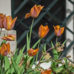 Tulip 'Request' -Cheap Ethereal Yard Store tulip request 12 scaled