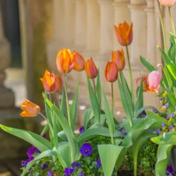 Tulip 'Request' -Cheap Ethereal Yard Store tulip request 13 scaled