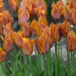 Tulip 'Request' -Cheap Ethereal Yard Store tulip request 14 scaled