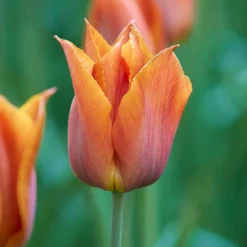 Tulip 'Request' -Cheap Ethereal Yard Store tulip request 2