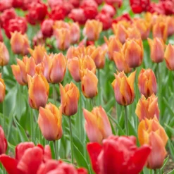 Tulip 'Request' -Cheap Ethereal Yard Store tulip request 3