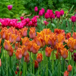 Tulip 'Request' -Cheap Ethereal Yard Store tulip request 8 scaled