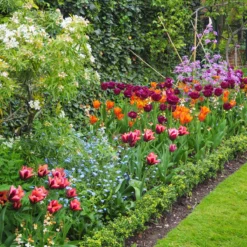 Tulip 'Request' -Cheap Ethereal Yard Store tulip request 9 scaled