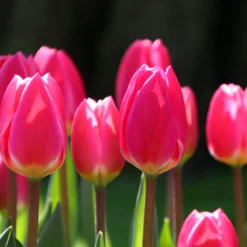 Tulip 'Rosy Delight' -Cheap Ethereal Yard Store tulip rosy delight 1