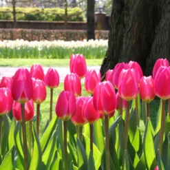 Tulip 'Rosy Delight' -Cheap Ethereal Yard Store tulip rosy delight 11