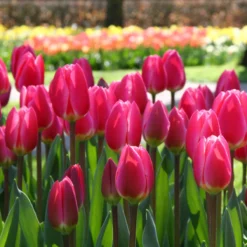 Tulip 'Rosy Delight' -Cheap Ethereal Yard Store tulip rosy delight 3