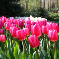 Tulip 'Rosy Delight' -Cheap Ethereal Yard Store tulip rosy delight 6