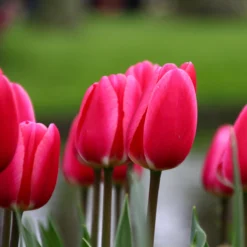 Tulip 'Rosy Delight' -Cheap Ethereal Yard Store tulip rosy delight 7