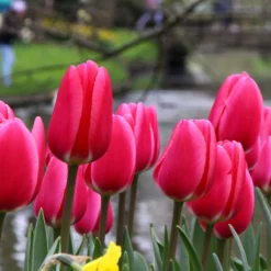 Tulip 'Rosy Delight' -Cheap Ethereal Yard Store tulip rosy delight 9