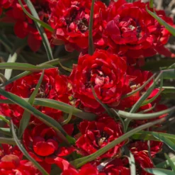 Tulip 'Samantha' -Cheap Ethereal Yard Store tulip samantha 3 scaled