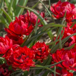 Tulip 'Samantha' -Cheap Ethereal Yard Store tulip samantha 4 scaled